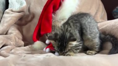 Balonlardan yapılmış yeni yıl şapkasıyla oynayan küçük bir kedi yavrusu zıplar ve yukarı fırlatır. O gri çizgili bir Siyam kedisi Noel 'i kapı eşiğinde geçirir.