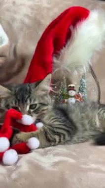 Balonlardan yapılmış yeni yıl şapkasıyla oynayan küçük bir kedi yavrusu zıplar ve yukarı fırlatır. O gri çizgili bir Siyam kedisi Noel 'i kapı eşiğinde geçirir.