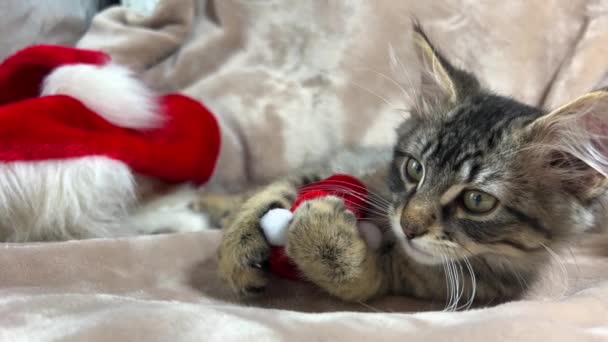 Christmas Kitten Hugged New Years Toys Lies Relaxing Background Lies — Stok Video