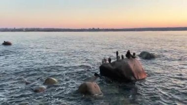 Taşlar okyanusun arka planına dizilmişti Stanley Park Vancouver Kanada Pasifik Okyanusu Pasifik Okyanusu 'nda sakin Pasifik Okyanusu' nda günbatımında Vancouver Kanada 'da