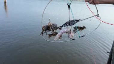 Balıkçı yengeç yakalar, yakalanan ve birbirine dolanan ağlardan küçük yengeçleri serbest bırakır, hindi boynu iskelede bir Esplanade, Rocky Point Park Eğlence İskelesi 09.2022 Kanada