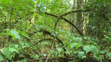 Ormandaki ağaçta gezinen bülbül kuşu, yeşil vahşi orman. Surrey 'deki Tynehead Bölgesel Parkı' nda yüksek kaliteli 4K görüntüler