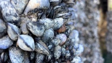 Granville Adası 'nın altındaki kutuplarda bir sürü deniz kabuğu büyüdü. Sütunlar hala yeşil sulara gömülüyor. Salyangozların sakin yaşamı Rybatskoe ya da okyanus gezisi hakkındaki kısa videolar için sakin bir arka plan.