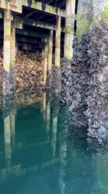 Granville Adası 'nın altındaki kutuplarda bir sürü deniz kabuğu büyüdü. Sütunlar hala yeşil sulara gömülüyor. Salyangozların sakin yaşamı Rybatskoe ya da okyanus gezisi hakkındaki kısa videolar için sakin bir arka plan.