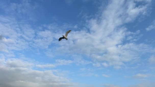 海鸥在天空中的太阳关闭了缓慢运动拍摄的雌性手喂食海鸥在平静的海面上飞行的食物 在印度古吉拉特的Okha港口 高质量的4K镜头 — 图库视频影像