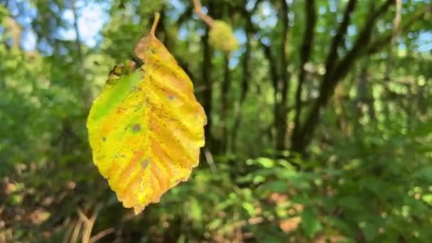 Hojas Arce Amarillo Está Cayendo Parque Otoño Sol Brilla Través — Vídeos de Stock