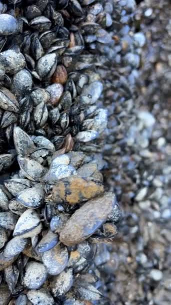 Una Gran Cantidad Conchas Crecieron Los Postes Bajo Puente Granville — Vídeo de stock