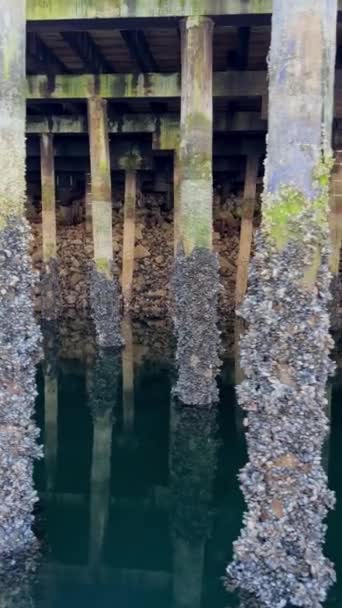 Wiele Muszli Rosło Biegunach Pod Mostem Granville Island Filary Iść — Wideo stockowe