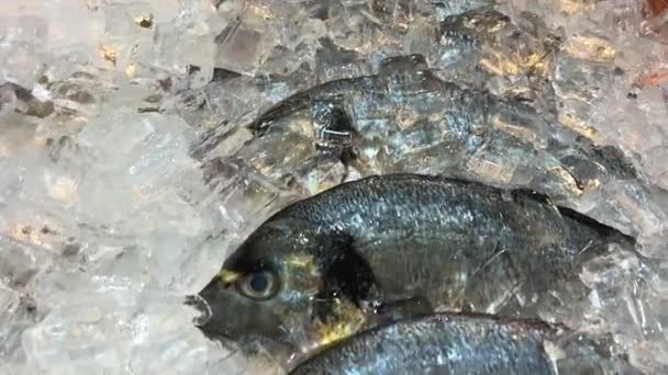 新鮮な魚の死骸が氷パンくずの上うそ — ストック動画