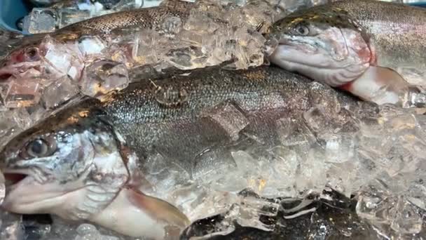 Primer Plano Pescado Dorado Crudo Fresco Lubina Hielo Mostrador Una — Vídeos de Stock