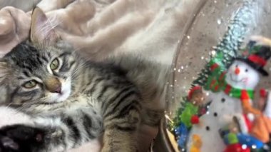 Noel Dekorasyonlu bir kedi yavrusu kar küresi kar küresi durağına şaşırmış bir kedi yavrusu Balolar gümüş kar taneleri döküyor, kedi yavrusu bunu yakından izliyor.