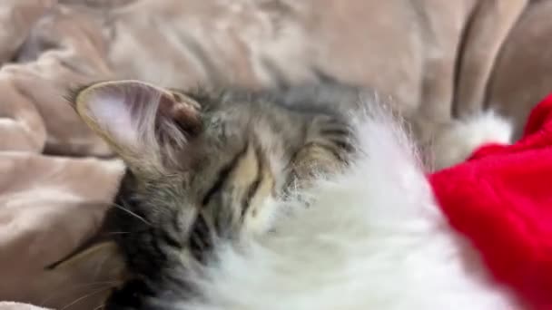 Котёнок Хочет Носить Новогоднюю Красную Шляпу Мехом Отталкивает Лапами Кусает — стоковое видео