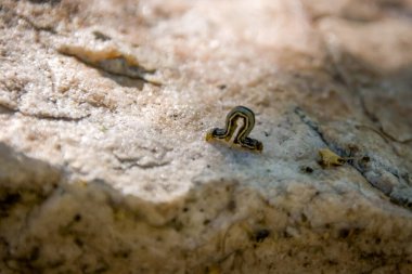 Tırtıl kayalıklarda inliyor.