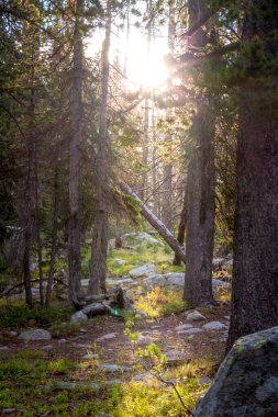 Sabah güneşi çam ağaçlarının arasından geliyor.