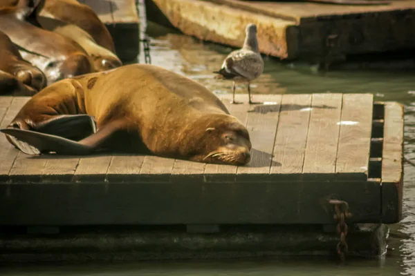 Seelöwen Sonnen Sich Auf Einem Steg — Stockfoto