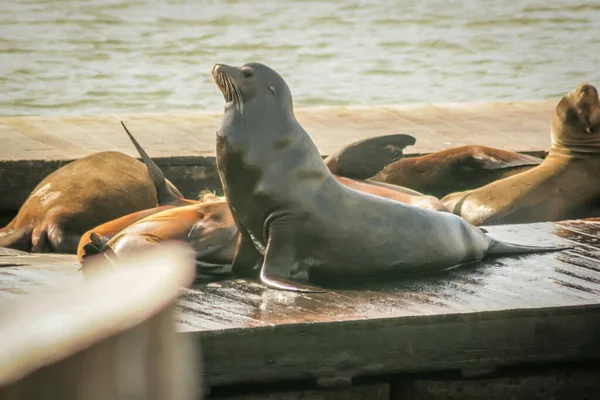 Otaries Prélassant Soleil Sur Quai — Photo