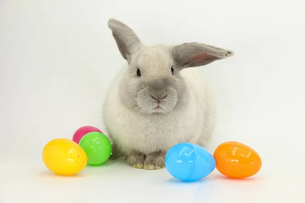 Conejo Adorable Con Huevos Pascua Sobre Fondo Blanco —  Fotos de Stock