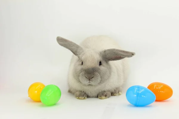 Conejo Adorable Con Huevos Pascua Sobre Fondo Blanco —  Fotos de Stock
