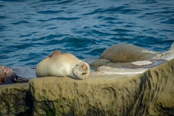 Ein Seelöwe Sonnt Sich Auf Einem Felsen Ozean — Stockfoto