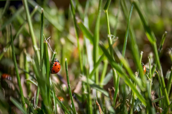 Großaufnahme Von Marienkäfer Auf Grashalm — Stockfoto