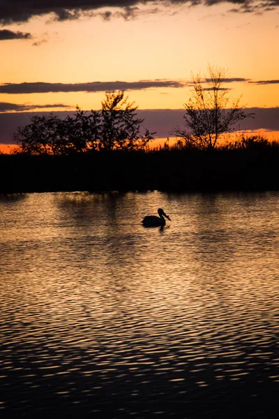 Пеликан Плавает Озере Сумерках — стоковое фото