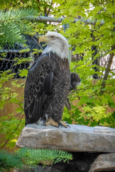 American Bald Eagle Empoleirado Rocha — Fotografia de Stock