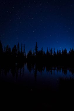 Orman Ağaçlarının Üzerindeki Gece Yıldızları