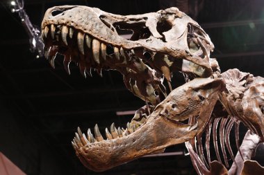 Ağzı açık fosilleşmiş Tyrannosaurus Kafatası