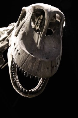 Sauropod Tipi Dinozor Fosil Kafatası