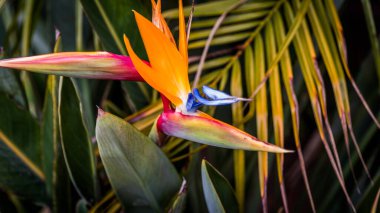 Cennet çiçeği kuş yakın