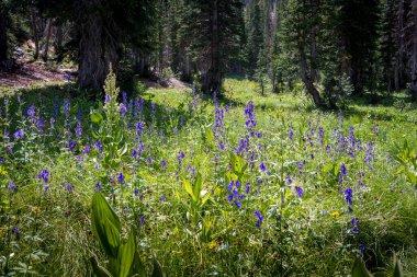Vahşi doğadaki küçük güzel çiçeklerin tarlası.