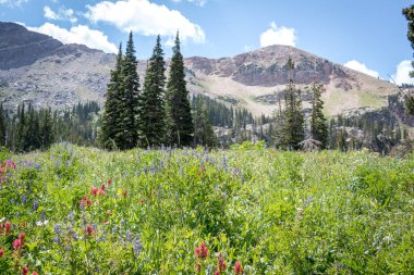 güzel bir gün dağlarda