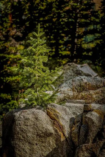 Ένα Μικρό Πεύκο Φυτρώνει Ανάμεσα Στις Ρωγμές Ενός Βράχου — Φωτογραφία Αρχείου