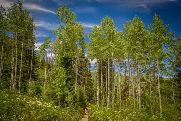 Tall Aspen Trees Trail Family Hiking — ストック写真