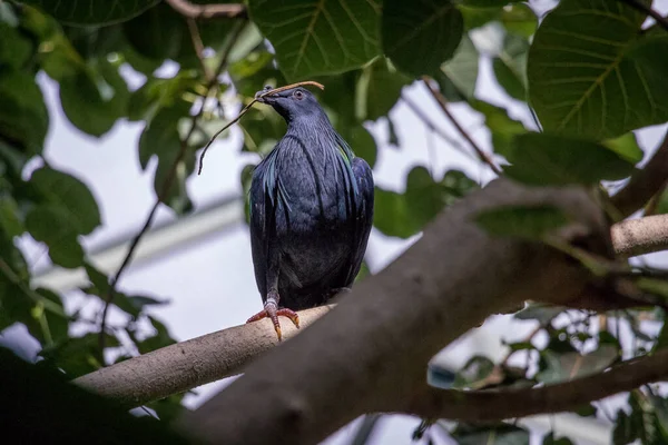 Exotic Bird Perched Tree — стоковое фото