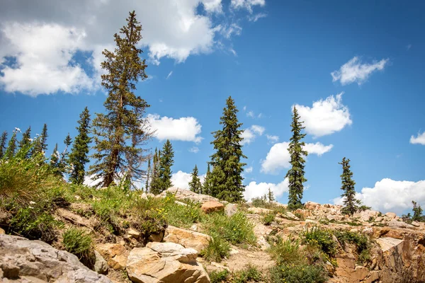 Dağ yamacında kozalaklı ağaçlar
