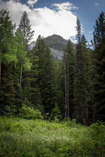 Сосны Горах — стоковое фото