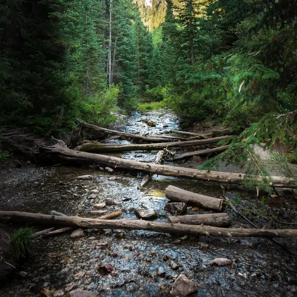 Fiume Nella Foresta — Foto Stock