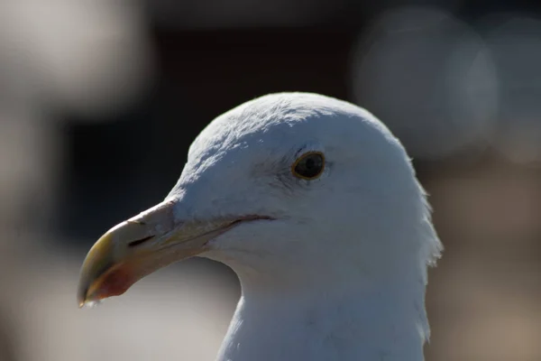 Close Seagulls Head — Stock Photo, Image