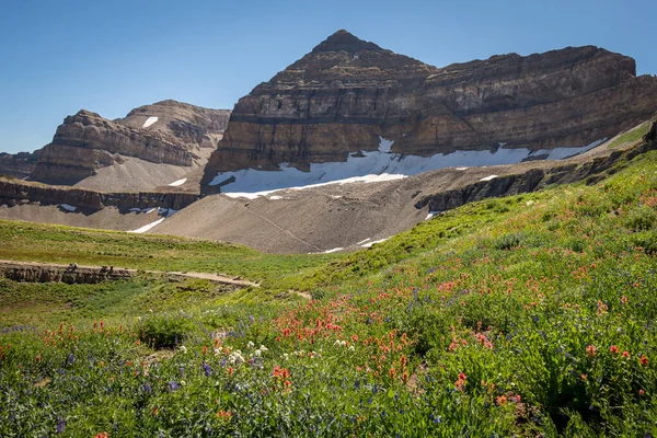 Prairie Fleurs Dans Montagne — Photo