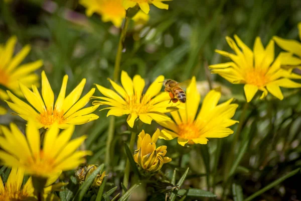 Close Bee Pollinating Yellow Daisies — Fotografia de Stock