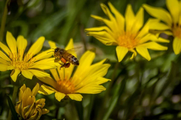 Close Bee Pollinating Yellow Daisies — Fotografia de Stock