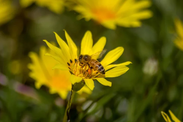 Close Bee Pollinating Yellow Daisies — Fotografia de Stock