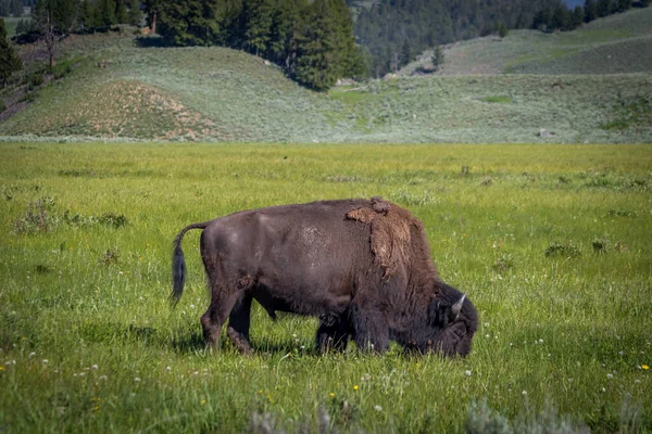 Wisente Grasen Yellowstone National Park — Stockfoto