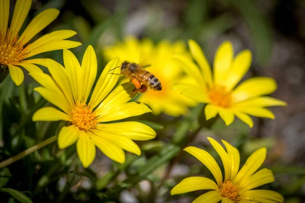 Close Bee Pollinating Yellow Daisies — стоковое фото