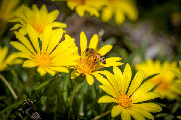 Close Bee Pollinating Yellow Daisies — Fotografia de Stock