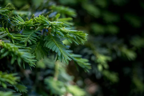 Gros Plan Plante Avec Une Faible Profondeur Champ — Photo