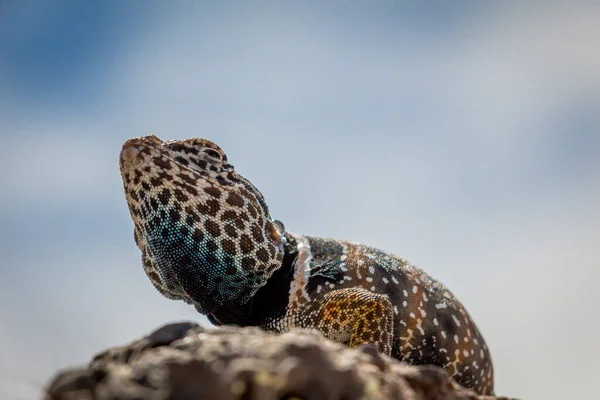 Закрытие Common Collared Lizard Стоящего Камне — стоковое фото