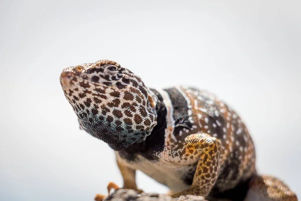 Закрытие Common Collared Lizard Стоящего Камне — стоковое фото