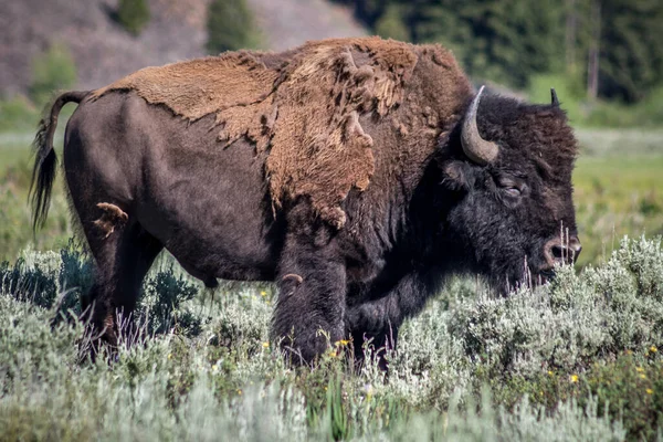 Bison Grazing Parque Nacional Yellowstone —  Fotos de Stock
